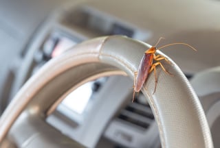 cockroach_on_steering_wheel_shutterstock_1370192171