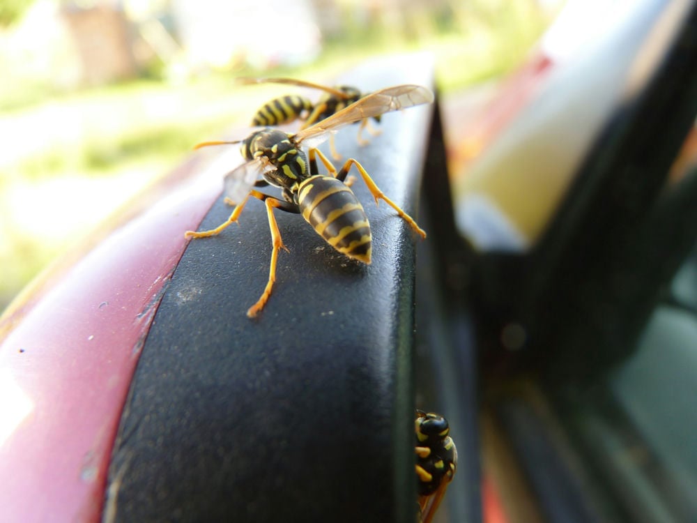 Bugs can get in through a car's cabin air intake.